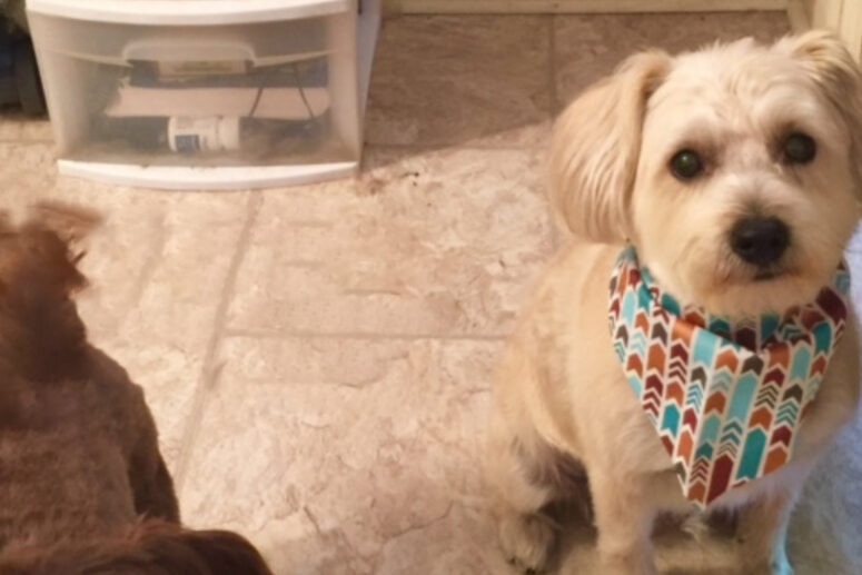 Dog Grooming