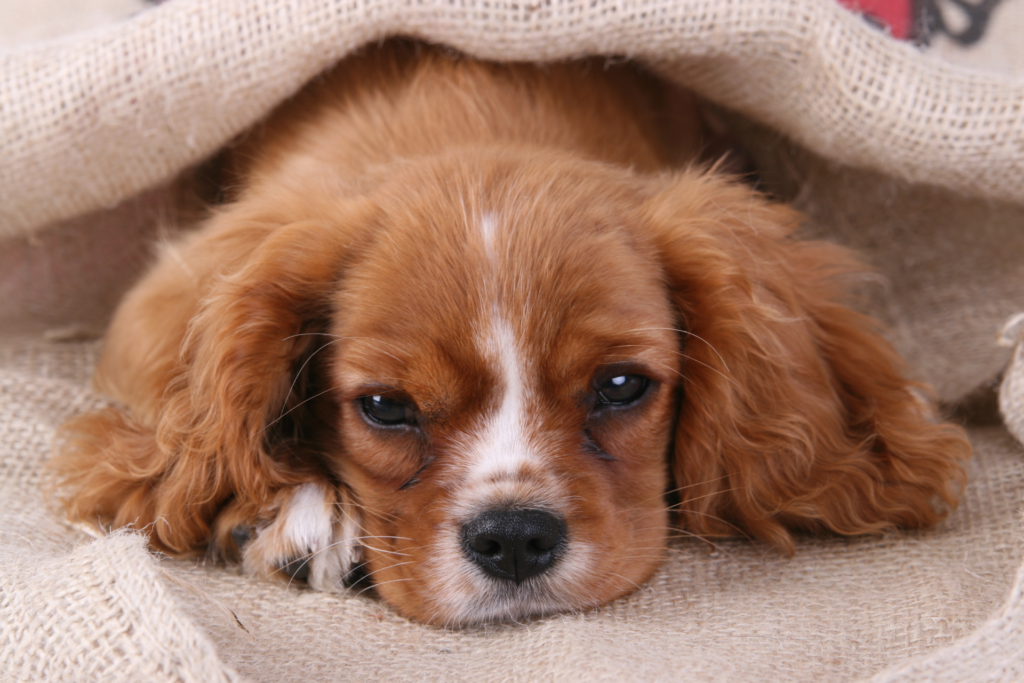 Cavalier King Charles Spaniel