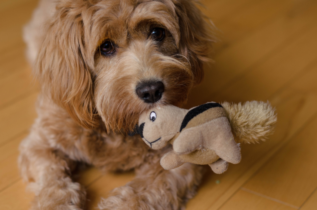 A Golden Doodle Dog Playing With A Stuffed Squirrel Toy