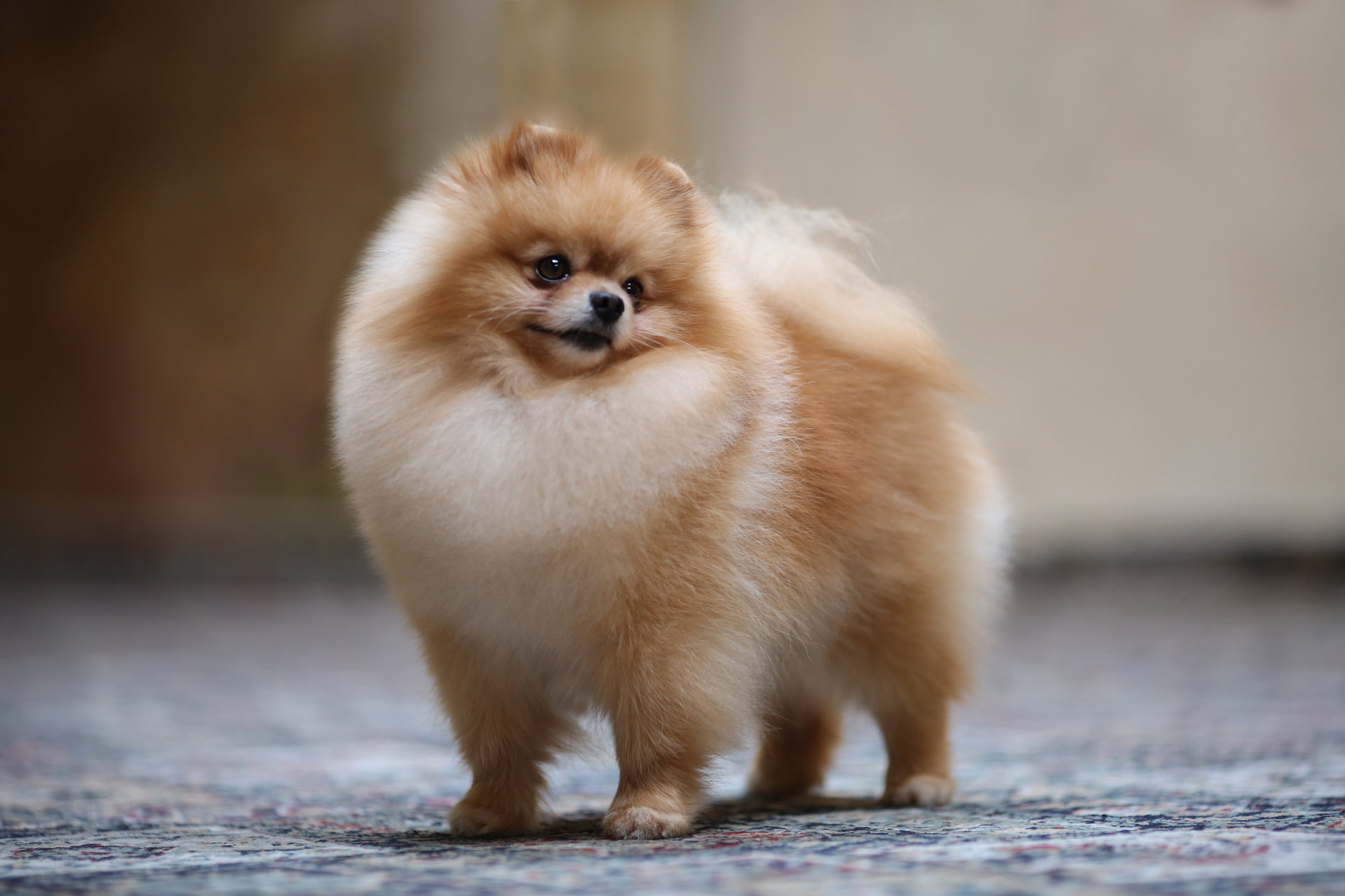 Pomeranian dog