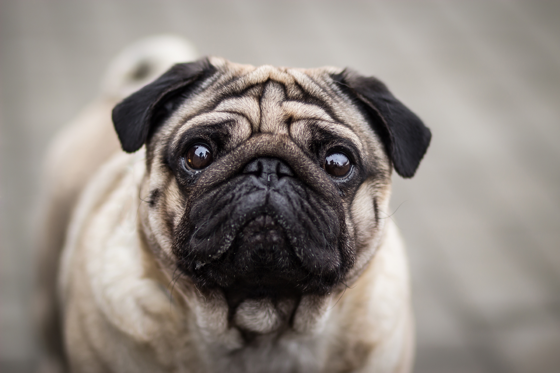 Pug dog