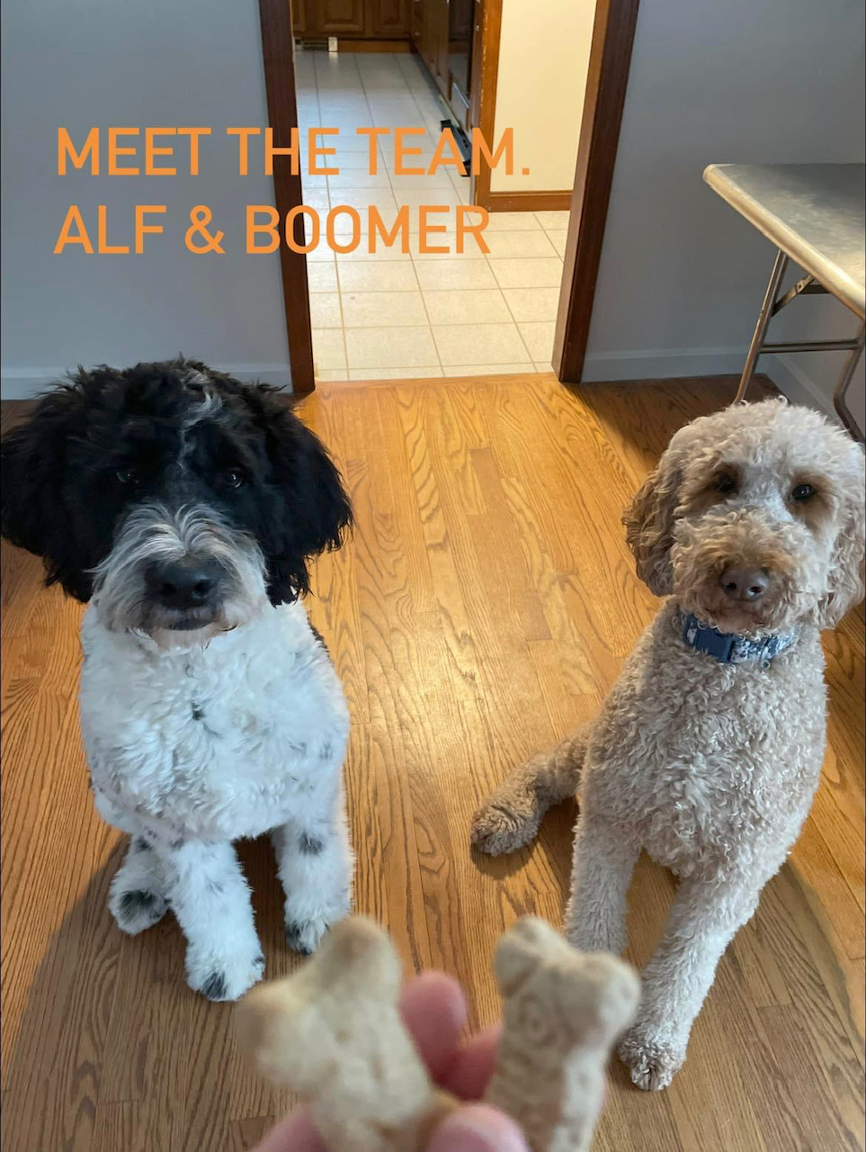 Dog Grooming Services